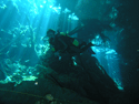 cenote Eden (Pon de Rosa)